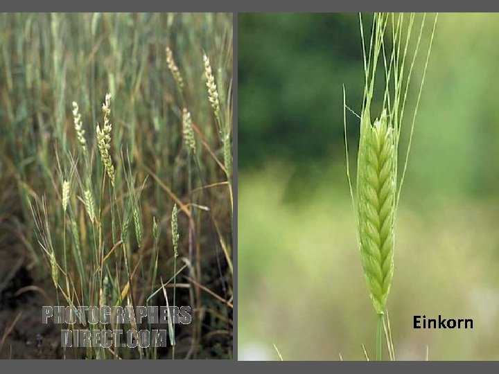 Einkorn 