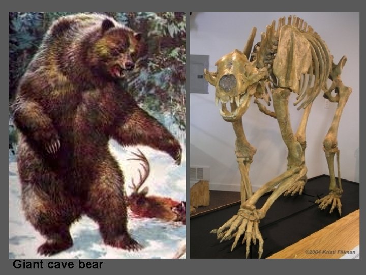 Giant cave bear 