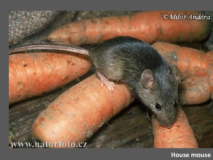 House mouse 