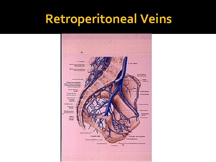 Retroperitoneal Veins 