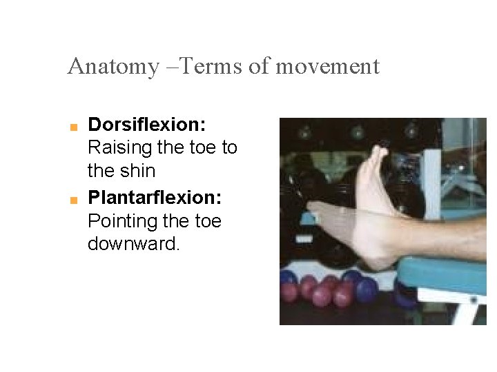 Anatomy –Terms of movement ■ ■ Dorsiflexion: Raising the to the shin Plantarflexion: Pointing
