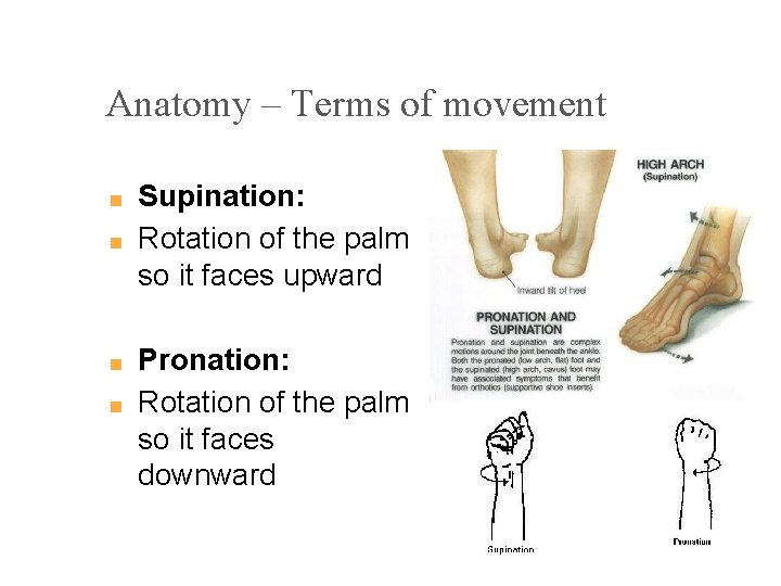 Anatomy – Terms of movement ■ ■ Supination: Rotation of the palm so it