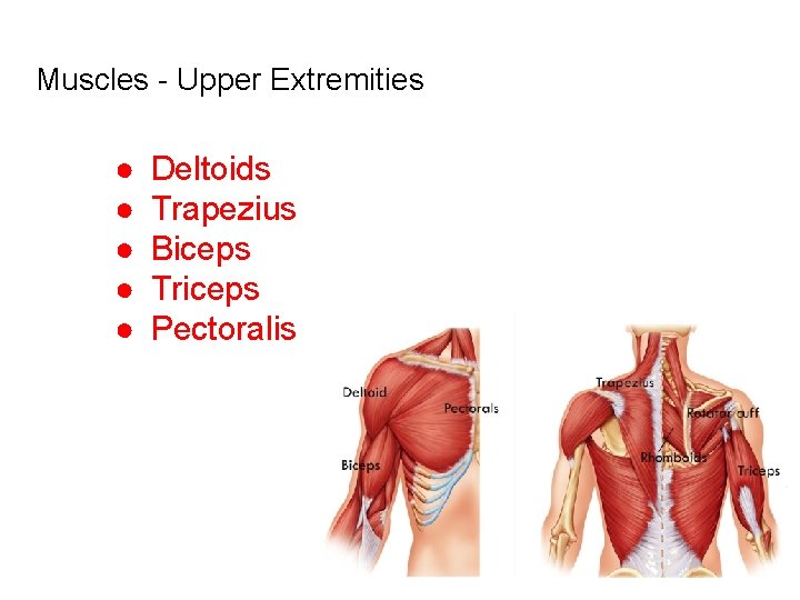 Muscles - Upper Extremities ● ● ● Deltoids Trapezius Biceps Triceps Pectoralis 19 