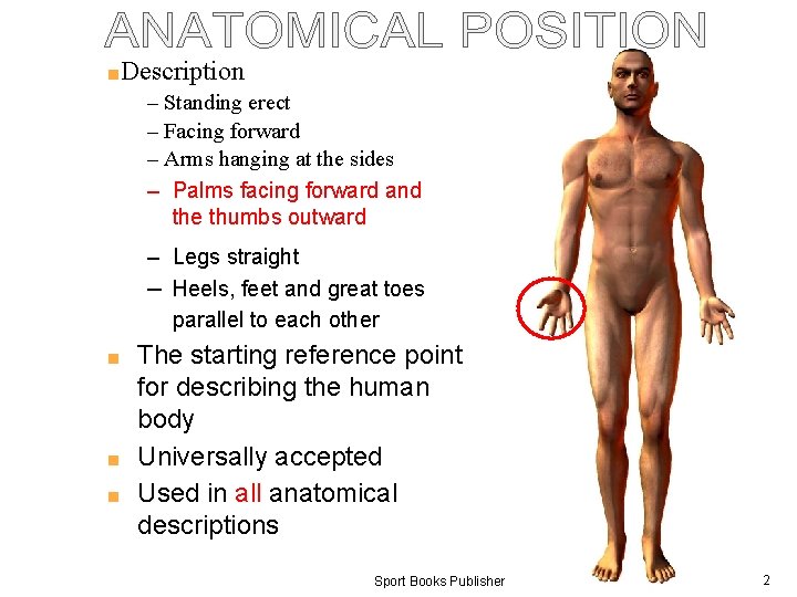 ■Description – Standing erect – Facing forward – Arms hanging at the sides –