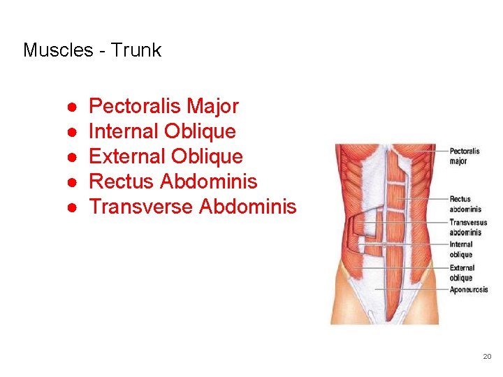 Muscles - Trunk ● ● ● Pectoralis Major Internal Oblique External Oblique Rectus Abdominis