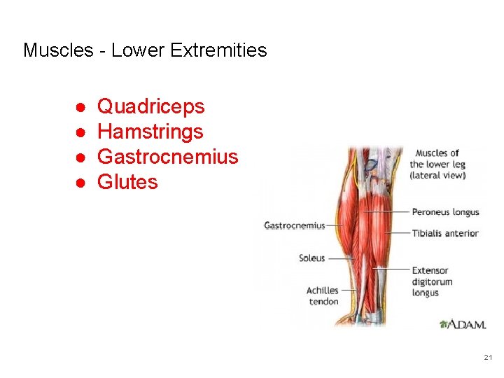 Muscles - Lower Extremities ● ● Quadriceps Hamstrings Gastrocnemius Glutes 21 