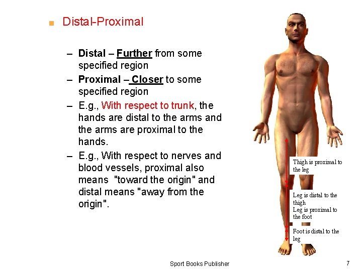 ■ Distal-Proximal – Distal – Further from some specified region – Proximal – Closer