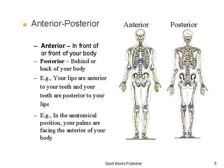 ■ Anterior-Posterior Anterior Skeleton Posterior Skeleton – Anterior – In front of or front