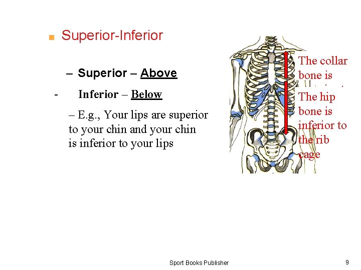 ■ Superior-Inferior – Superior – Above - Inferior – Below – E. g. ,