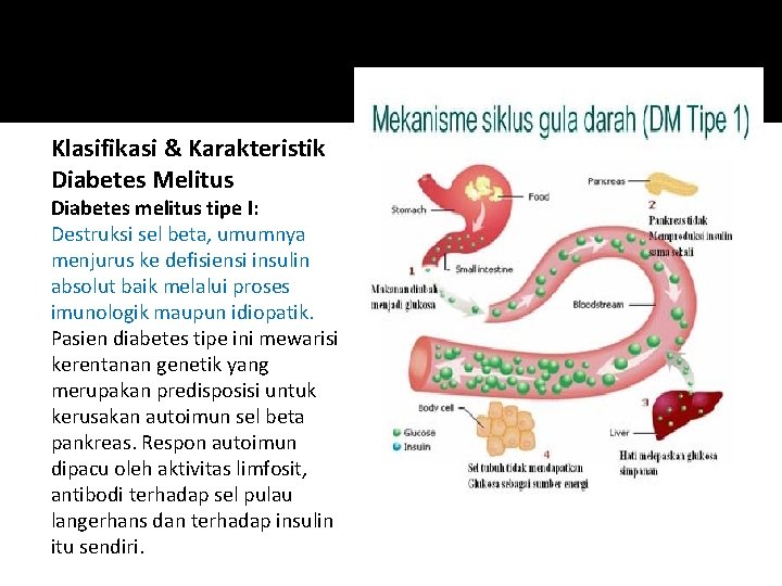 Klasifikasi & Karakteristik Diabetes Melitus Diabetes melitus tipe I: Destruksi sel beta, umumnya menjurus