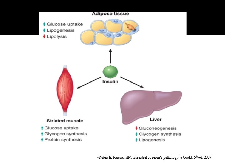  • Rubin E, Reisner HM. Essential of rubin’s pathology [e-book]. 5 th ed.