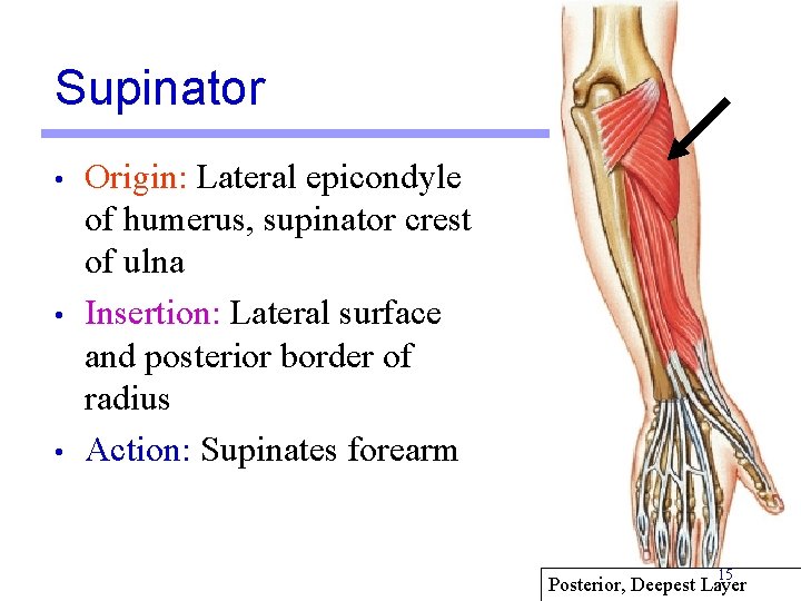 Supinator • • • Origin: Lateral epicondyle of humerus, supinator crest of ulna Insertion: