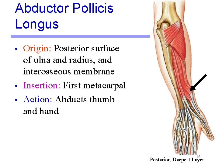 Abductor Pollicis Longus • • • Origin: Posterior surface of ulna and radius, and