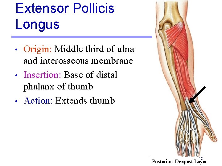 Extensor Pollicis Longus • • • Origin: Middle third of ulna and interosseous membrane