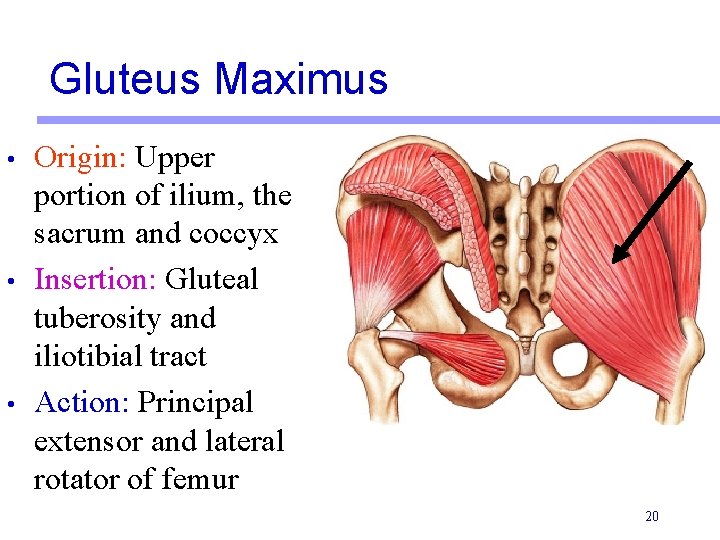 Gluteus Maximus • • • Origin: Upper portion of ilium, the sacrum and coccyx
