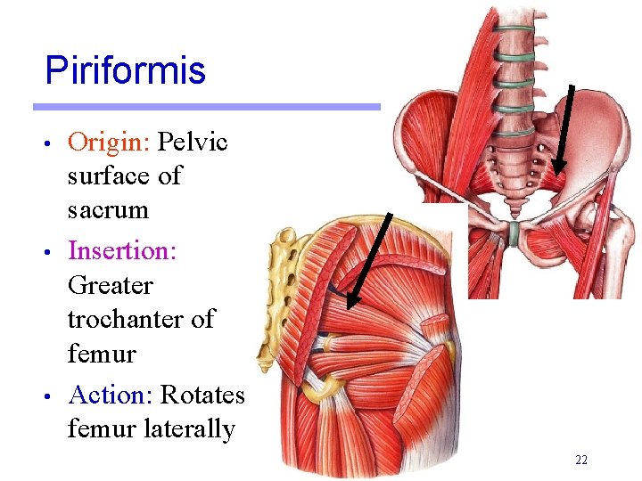 Piriformis • • • Origin: Pelvic surface of sacrum Insertion: Greater trochanter of femur