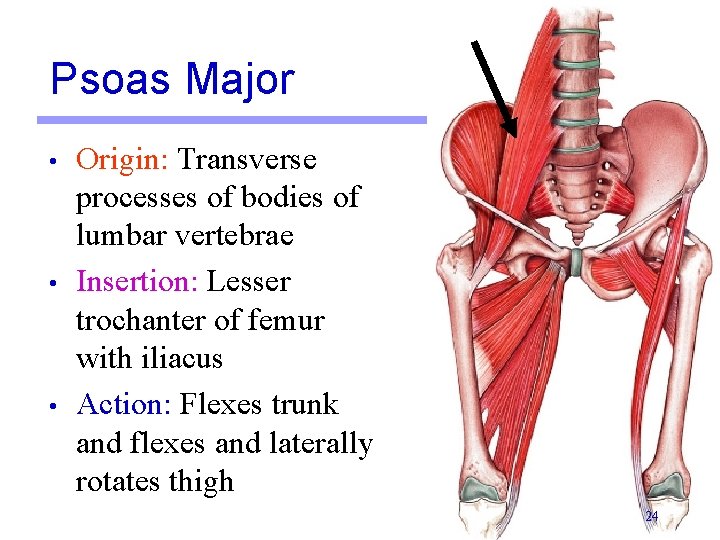 Psoas Major • • • Origin: Transverse processes of bodies of lumbar vertebrae Insertion:
