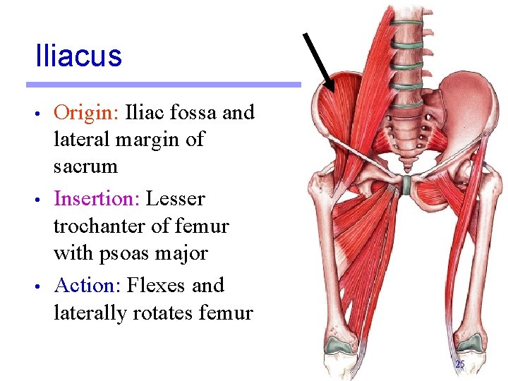 Iliacus • • • Origin: Iliac fossa and lateral margin of sacrum Insertion: Lesser