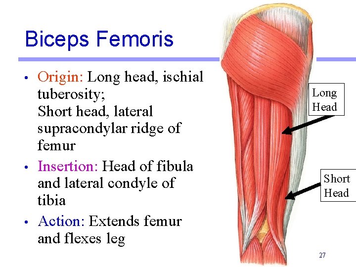 Biceps Femoris • • • Origin: Long head, ischial tuberosity; Short head, lateral supracondylar