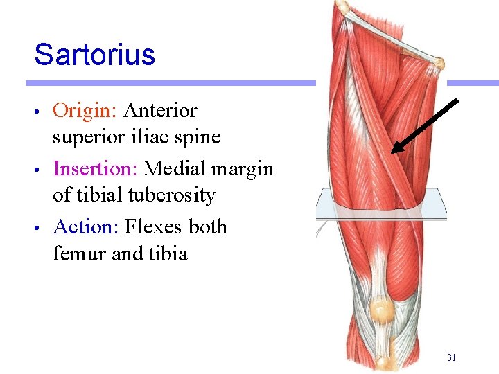 Sartorius • • • Origin: Anterior superior iliac spine Insertion: Medial margin of tibial