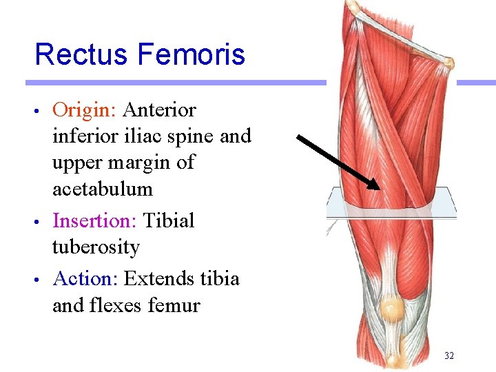 Rectus Femoris • • • Origin: Anterior inferior iliac spine and upper margin of