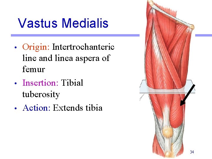 Vastus Medialis • • • Origin: Intertrochanteric line and linea aspera of femur Insertion: