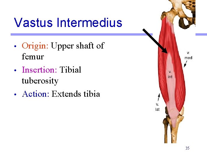 Vastus Intermedius • • • Origin: Upper shaft of femur Insertion: Tibial tuberosity Action: