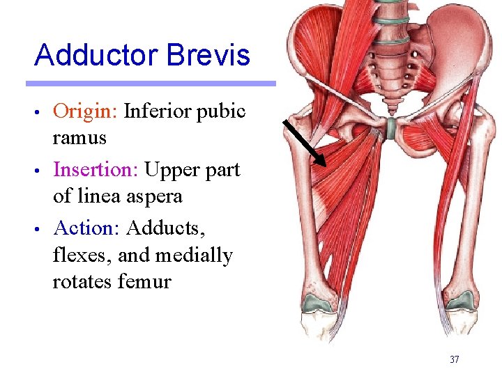 Adductor Brevis • • • Origin: Inferior pubic ramus Insertion: Upper part of linea