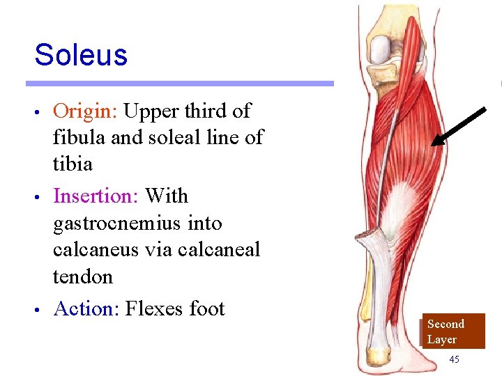 Soleus • • • Origin: Upper third of fibula and soleal line of tibia