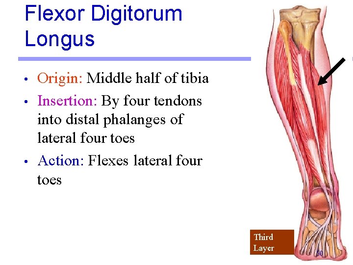 Flexor Digitorum Longus • • • Origin: Middle half of tibia Insertion: By four