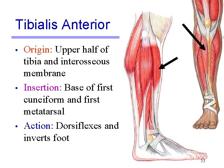 Tibialis Anterior • • • Origin: Upper half of tibia and interosseous membrane Insertion:
