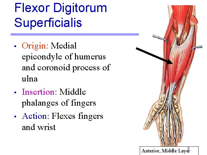 Flexor Digitorum Superficialis • • • Origin: Medial epicondyle of humerus and coronoid process