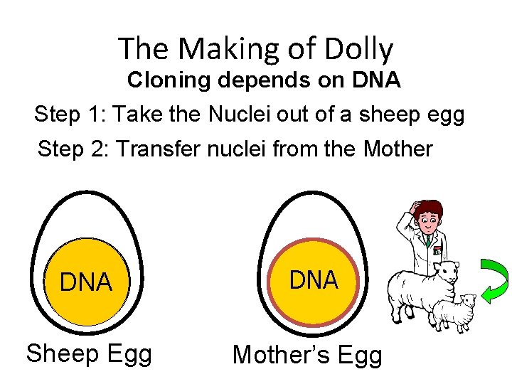 The Making of Dolly Cloning depends on DNA Step 1: Take the Nuclei out
