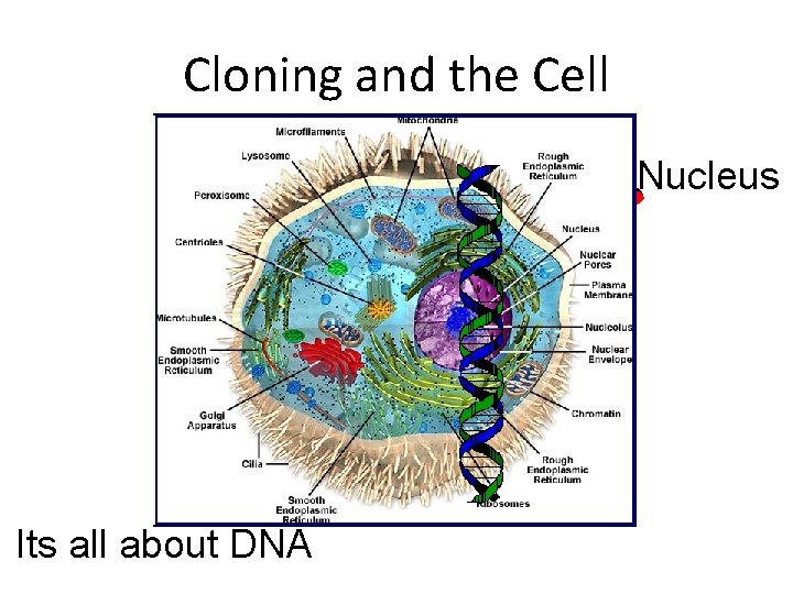 Cloning and the Cell Nucleus Its all about DNA 