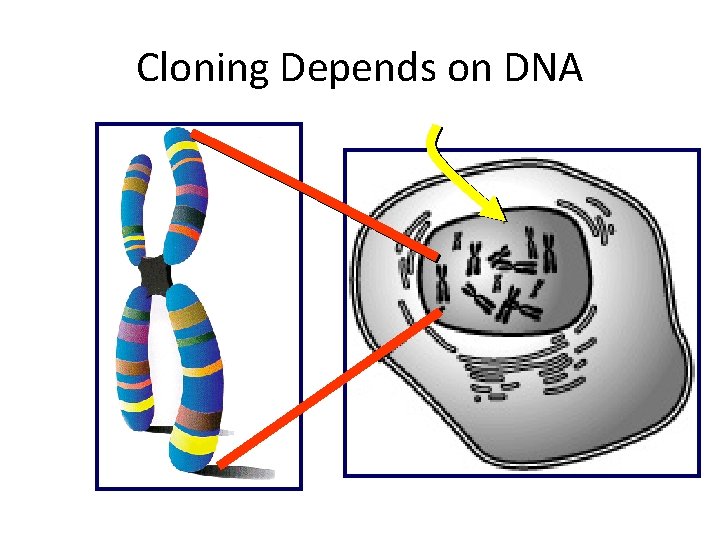 Cloning Depends on DNA Nucleus Chromosome 