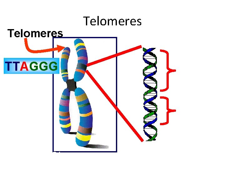 Telomeres TTAGGG Gene 1 Gene 2 Chromosome DNA 