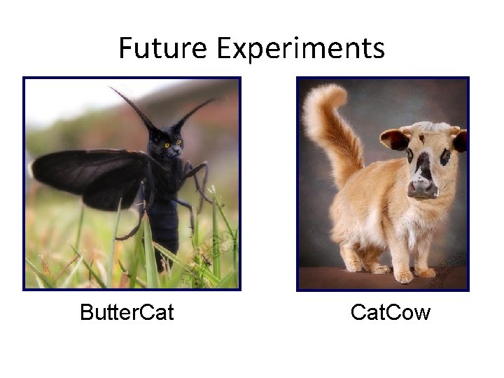 Future Experiments Butter. Cat. Cow 