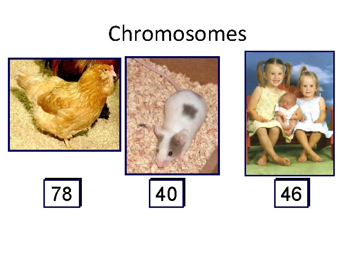 Chromosomes 78 40 46 