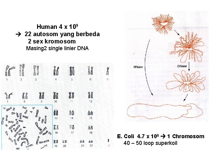 Human 4 x 109 22 autosom yang berbeda 2 sex kromosom Masing 2 single