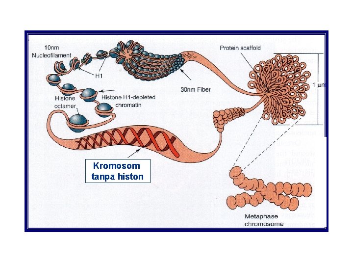 Kromosom tanpa histon 