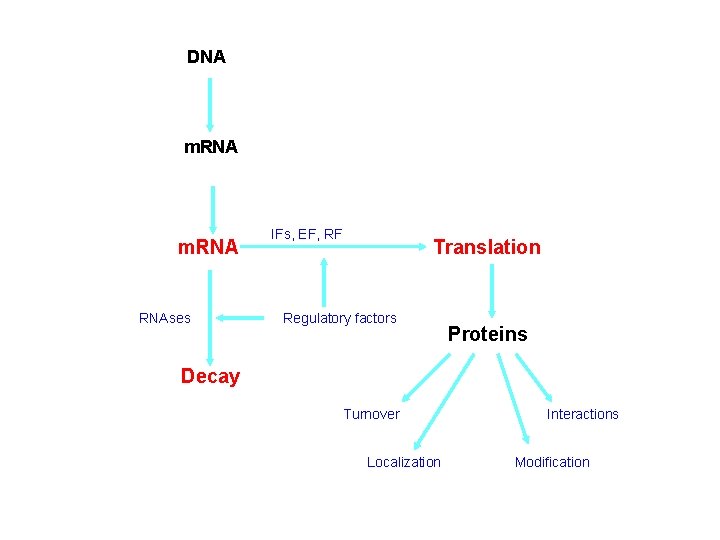 DNA m. RNA RNAses IFs, EF, RF Translation Regulatory factors Proteins Decay Turnover Localization