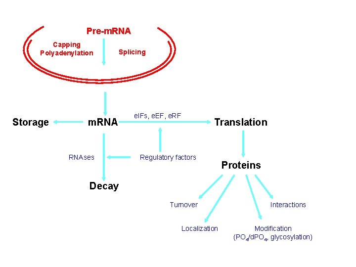 Pre-m. RNA Capping Polyadenylation Splicing m. RNA Storage m. RNAses e. IFs, e. EF,