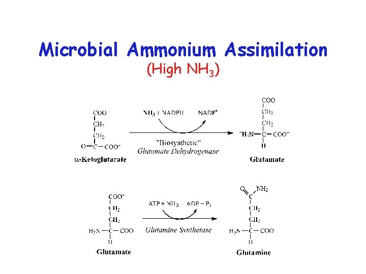 Microbial Ammonium Assimilation (High NH 3) 