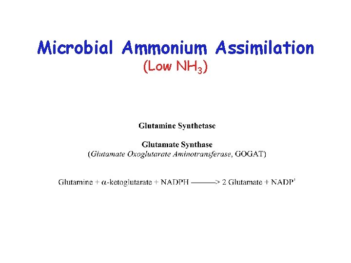 Microbial Ammonium Assimilation (Low NH 3) 
