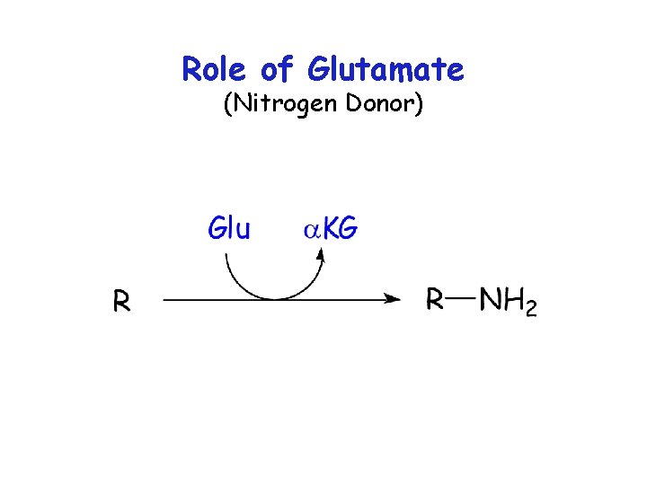 Role of Glutamate (Nitrogen Donor) 