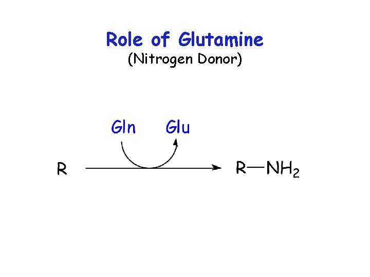 Role of Glutamine (Nitrogen Donor) 