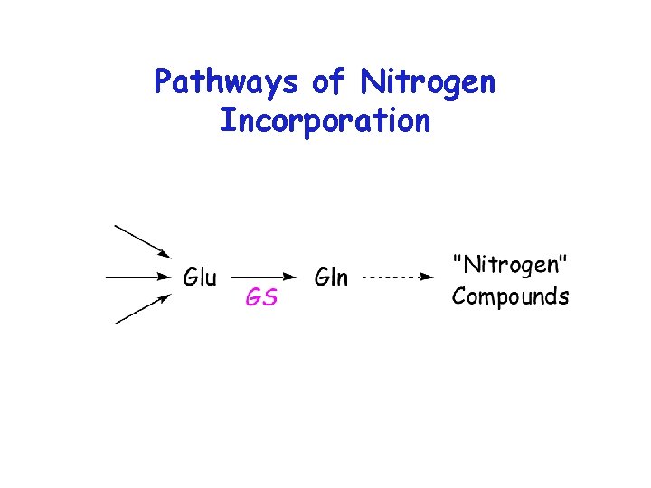 Pathways of Nitrogen Incorporation 