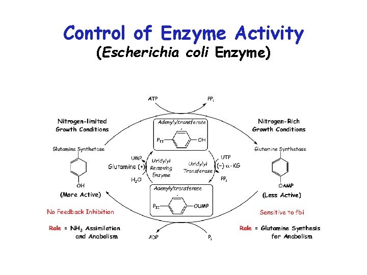Control of Enzyme Activity (Escherichia coli Enzyme) 