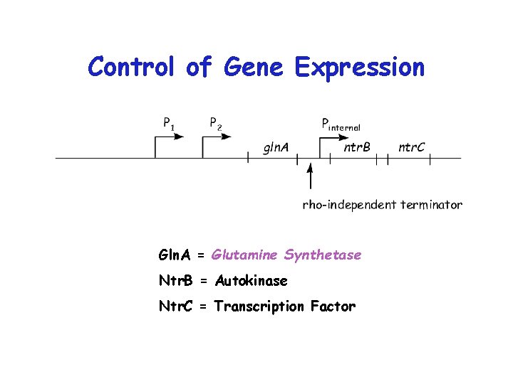 Control of Gene Expression Gln. A = Glutamine Synthetase Ntr. B = Autokinase Ntr.