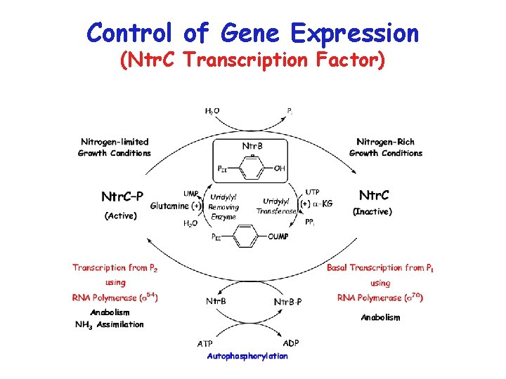 Control of Gene Expression (Ntr. C Transcription Factor) 
